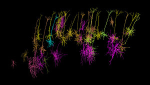 3D Neurons