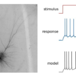 Intracellular Electrophysiology